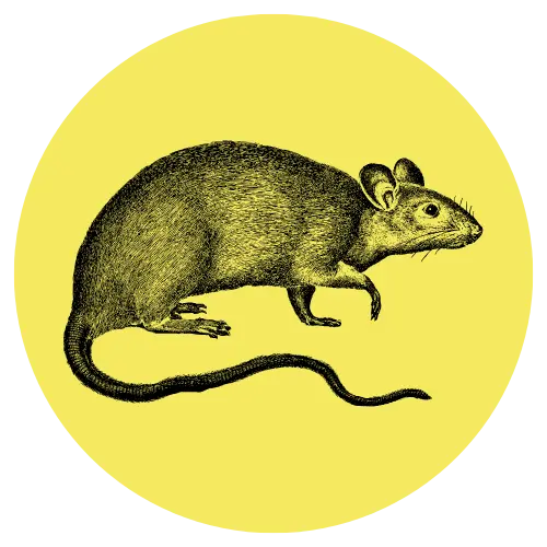 Rongeurs - Bear 3D Insecticide